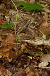 Virginia snakeroot